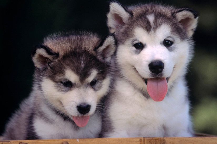 ... cute husky puppies wallpaper ...