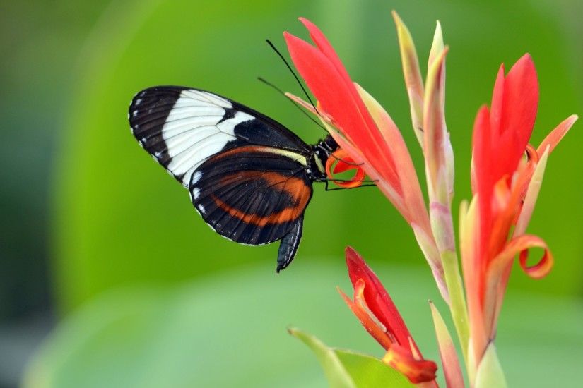 ... butterfly on the flower HD Wallpaper 2880x1800 Black ...