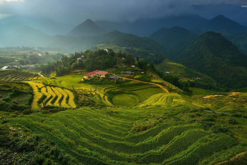 Rice terraces in Vietnam wallpaper