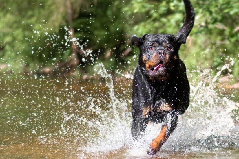 Rottweiler Dog Running Wallpaper 15580