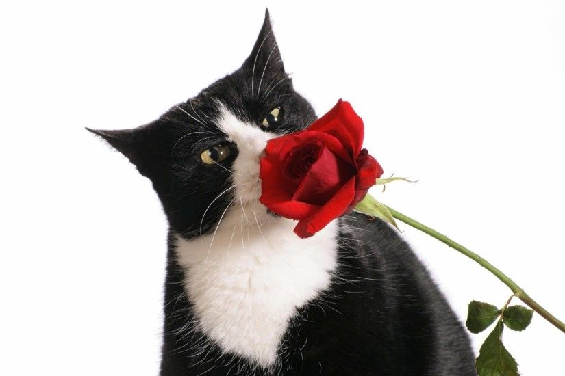 Black and white cat sniffing a red rose wallpaper