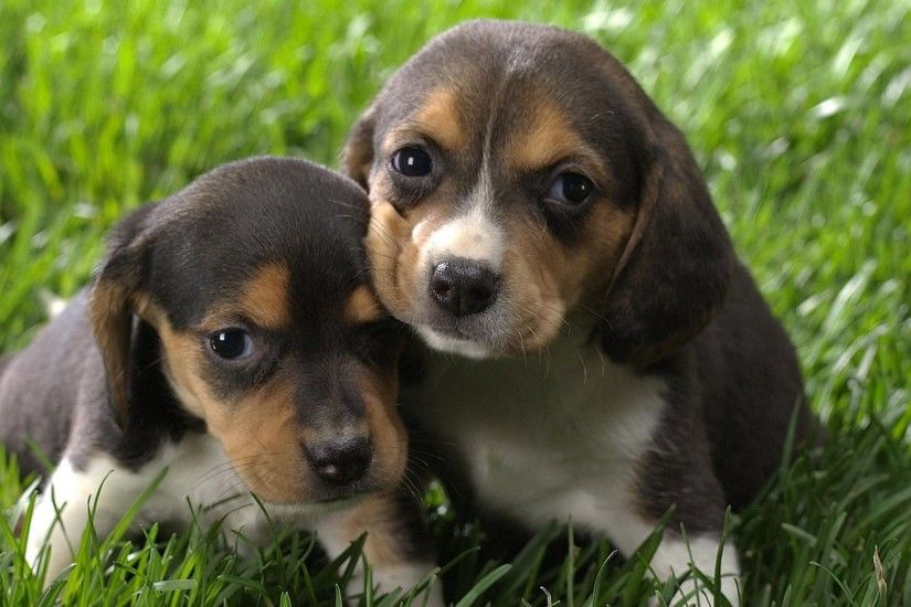 Pictures Of Beagle Puppy