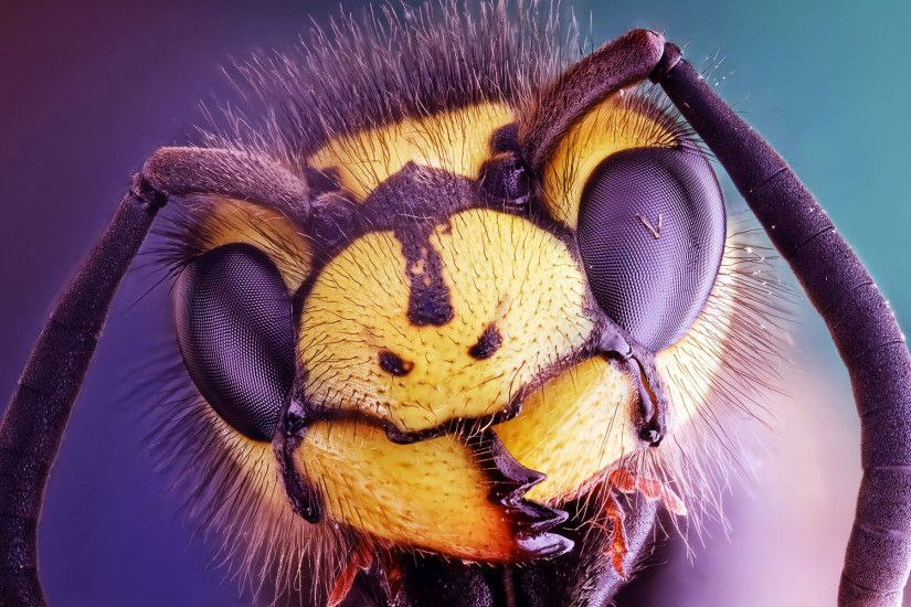 Animal - Hornet Wallpaper