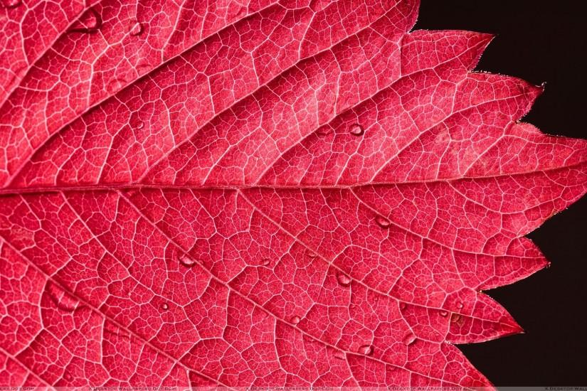 Pink Leave Closeup On Black Background Download 10 ...