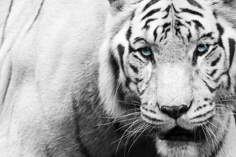White Tiger HD Wallpaper - Wallpapers Browse ...