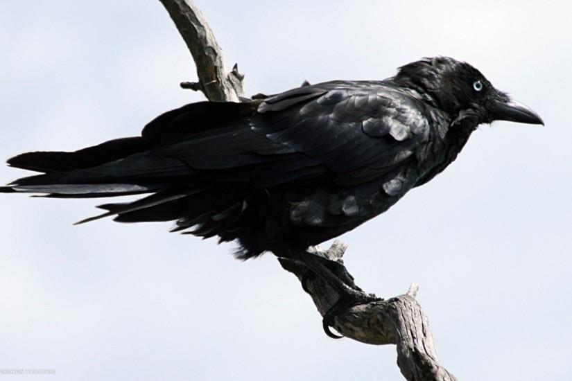 raven australian bird hd widescreen wallpaper