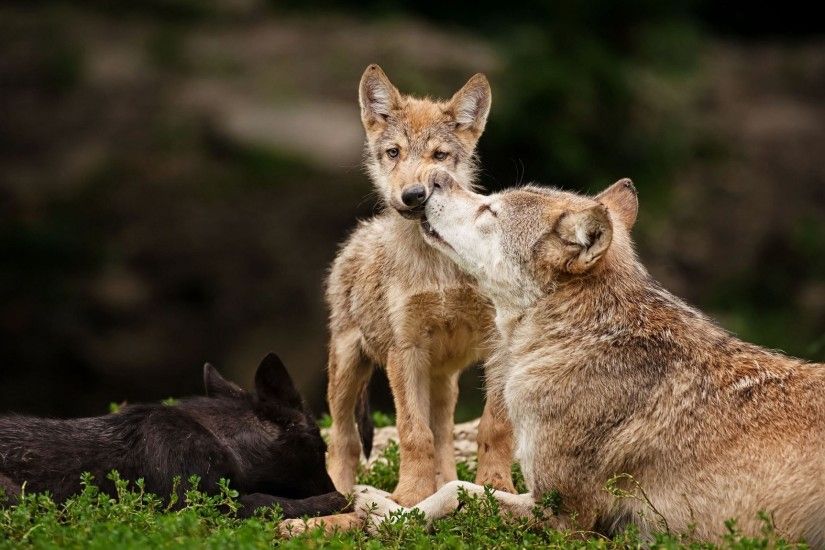 Wolf wolves predator carnivore puppy puppies baby f wallpaper | 2880x1800 |  649364 | WallpaperUP