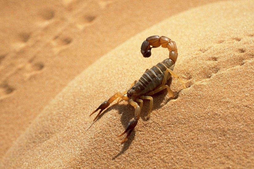 Scorpion Pictures HD Wallpapers