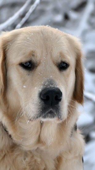 1080x1920 Wallpaper dog, muzzle, snow, sadness, labrador