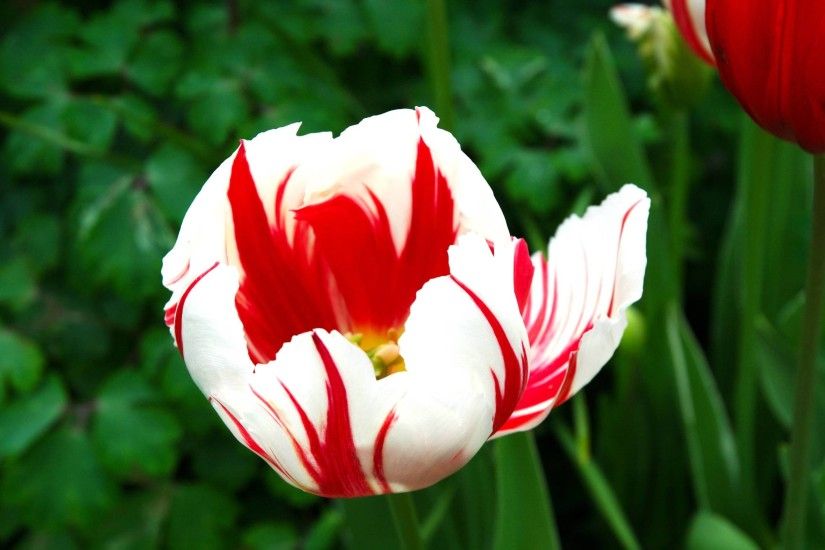 Red and White Tulips Wallpaper - HD Images New