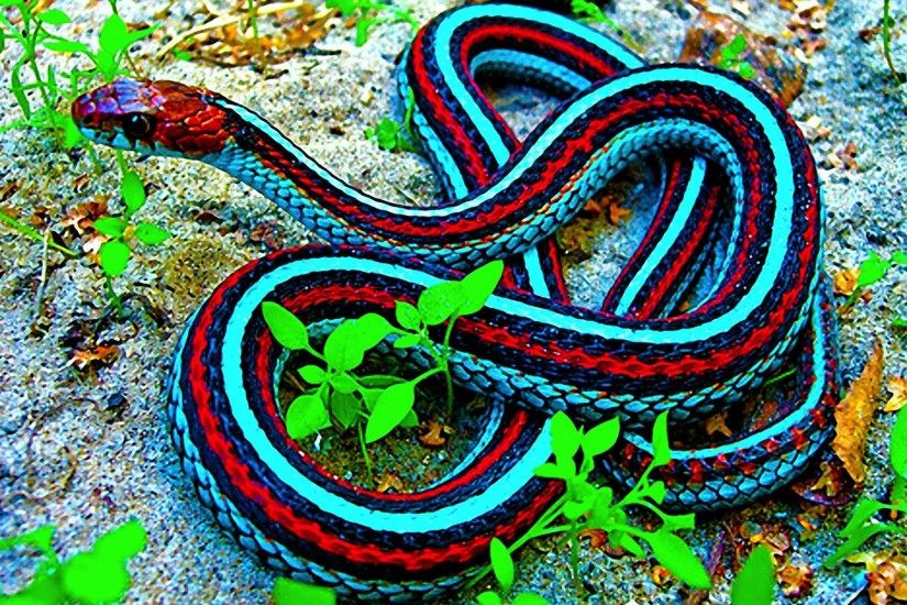 desktop viper snake wallpaper download