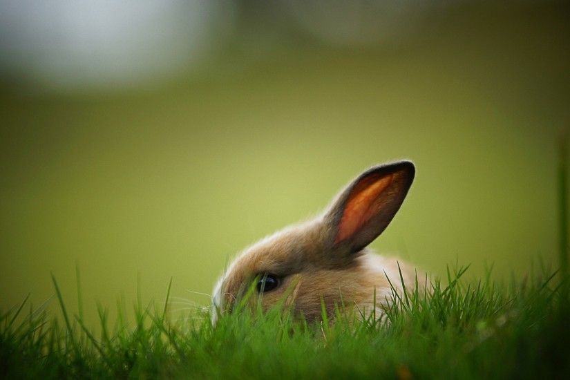 Rabbit HD Wallpapers Pictures