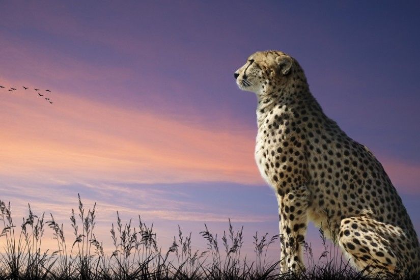 Download now full hd wallpaper leopard sunset field ...