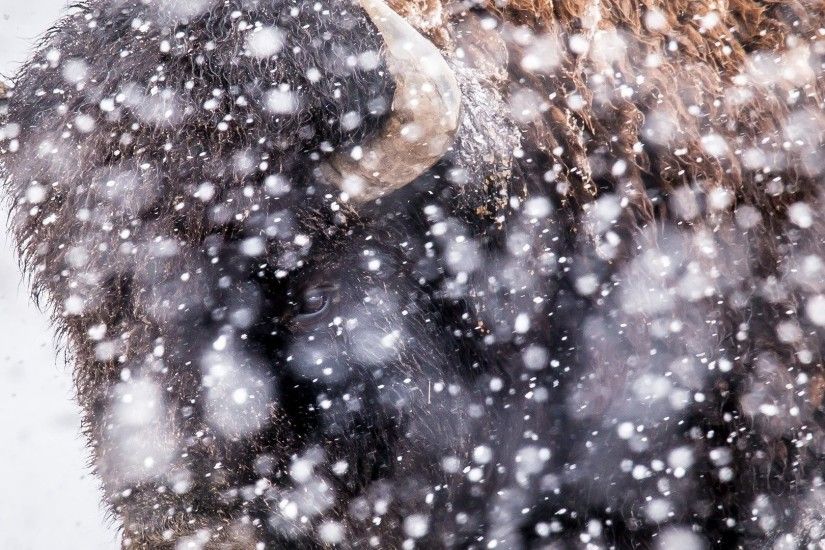 Buffalo Tag - Snow Winter Buffalo Animals Smiling Pictures for HD 16:9 High  Definition