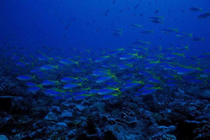 Blue Underwater Wallpaper Images of Deep Sea Underwater Wallpaper - #SC ...