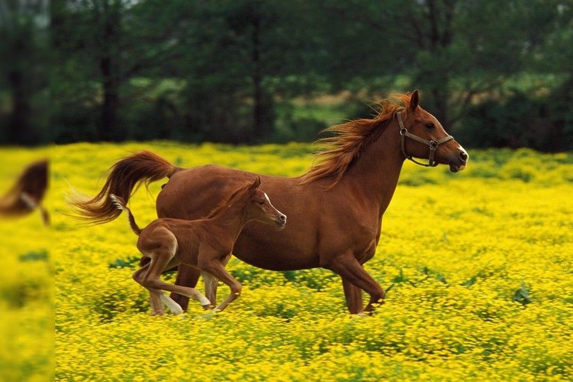 horse desktop background