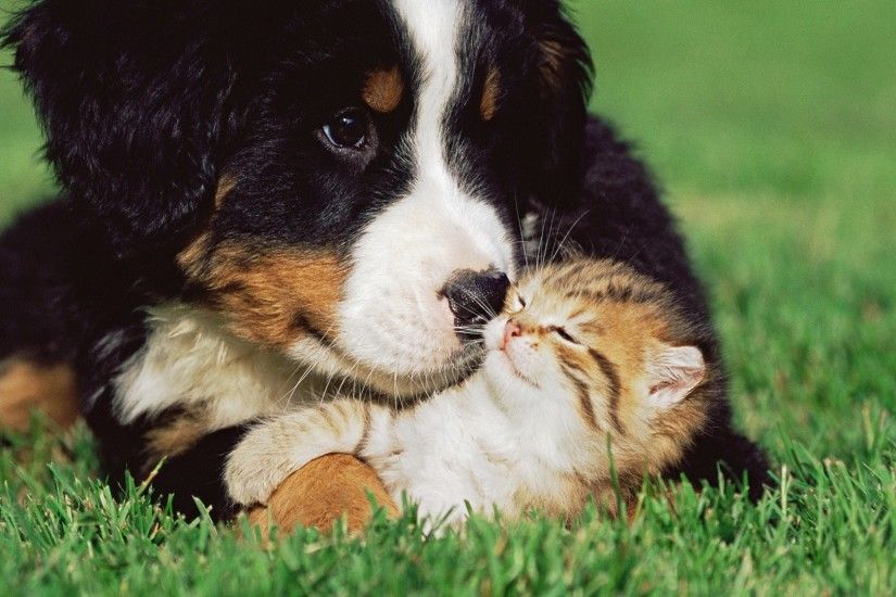 Dog to take care of a small cat wallpaper 1920x1080 Full HD