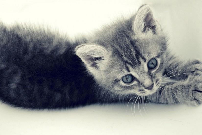 cute-cats-wallpaper-20-photos- (8)
