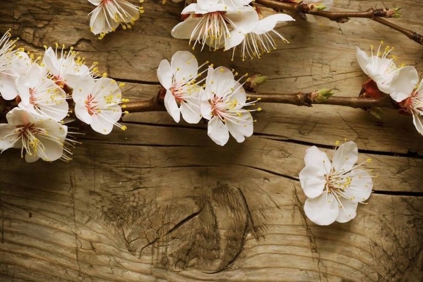wallpaper.wiki-Beautiful-White-Spring-Flowers-Desktop-Wallpapers-