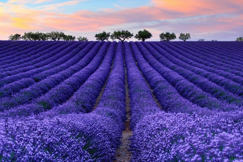 nature, Colorful, Photography, Lavender Wallpaper HD