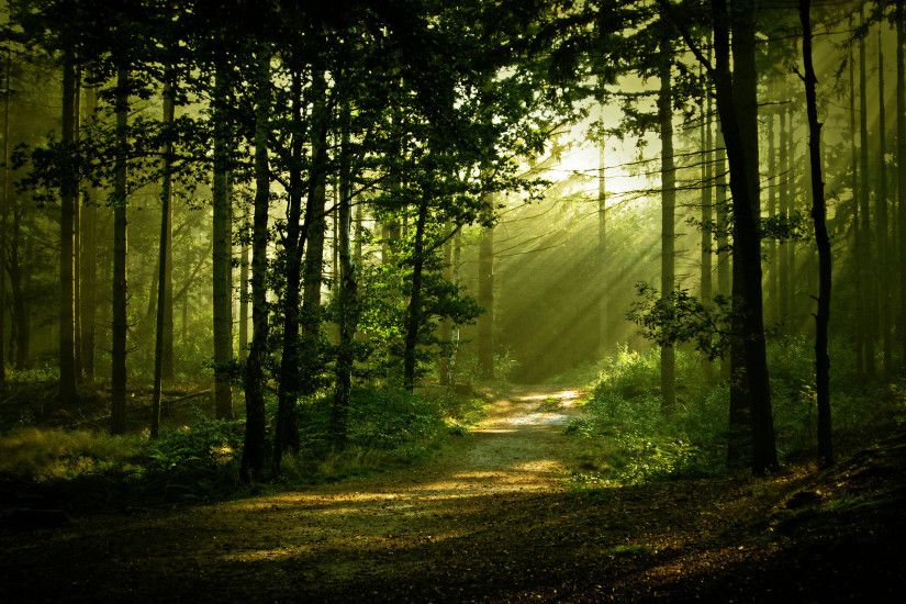 morning-forest-scenery-free-desktop-wallpaper-2560x1600.jpg (