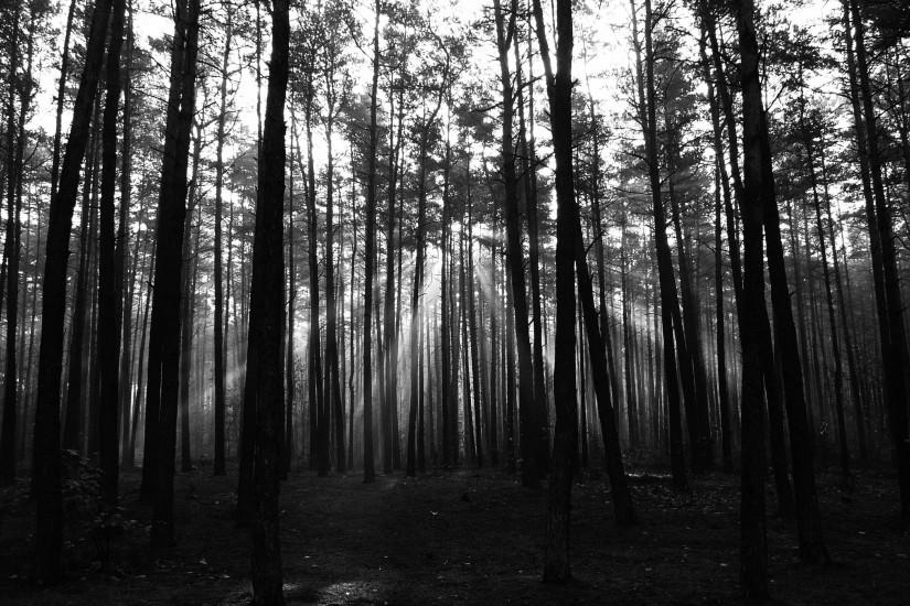 dark forest background 2736x2141 for ipad 2