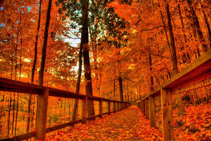 Fall Color Backgrounds, HQ, Signy Helsdon