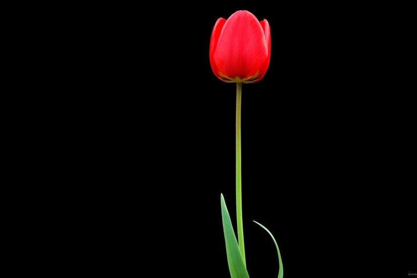 One Red Tulip for 2560x1440