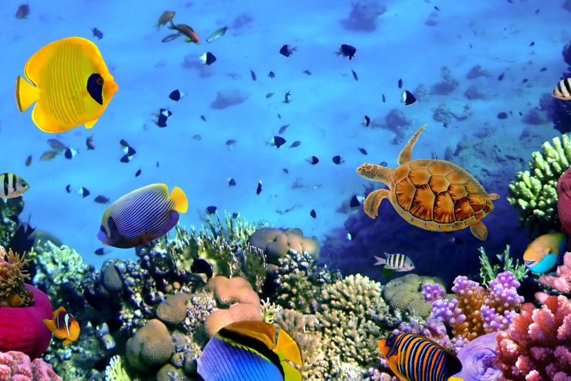 Coral Reef Wallpaper Free #Rs0