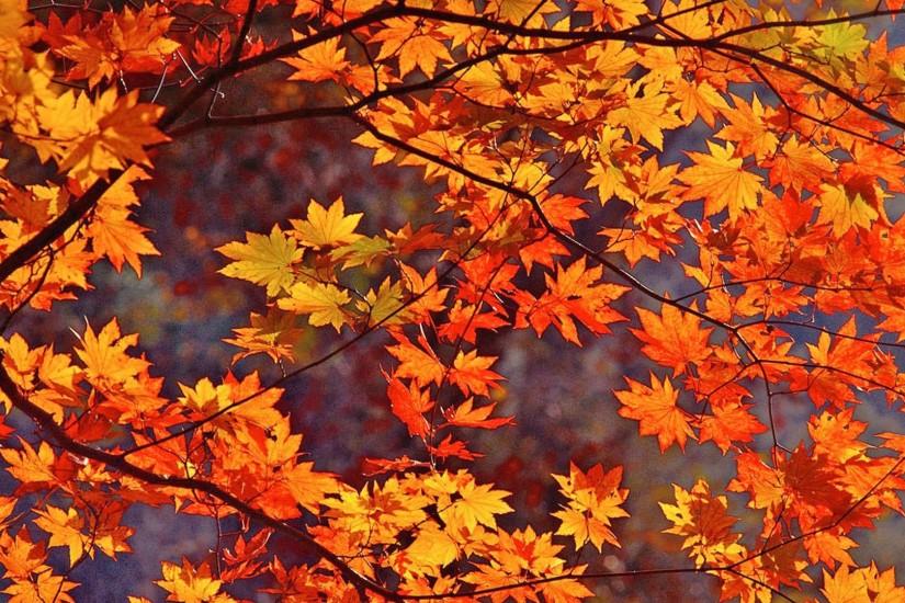 Fall Leaves HD Wallpaper