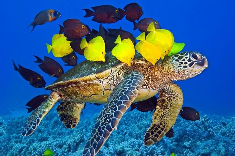 Sea Turtle and yellw fishes wallpaper