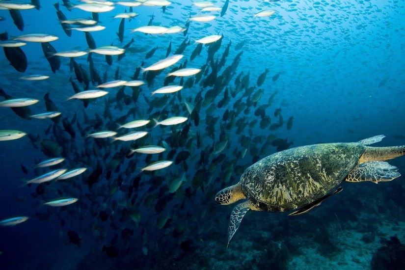 Turtle Swim Under Fish Sea Ocean 1080p HD Wallpaper