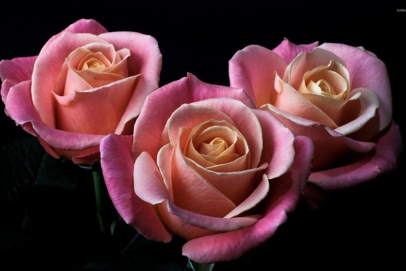 Blossomed pink roses wallpaper