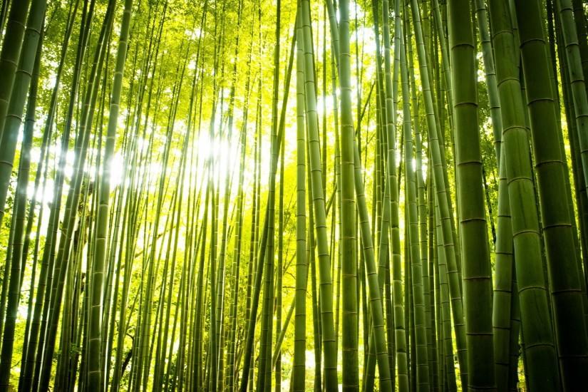 free bamboo wallpaper 1920x1200 photo