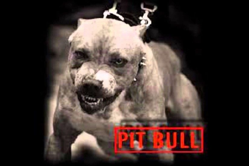 Pocket Pitbull Miniature Pitbulls Mini Pit Bulls Pit