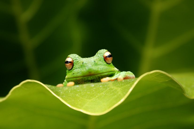Green Frog Wallpaper HD