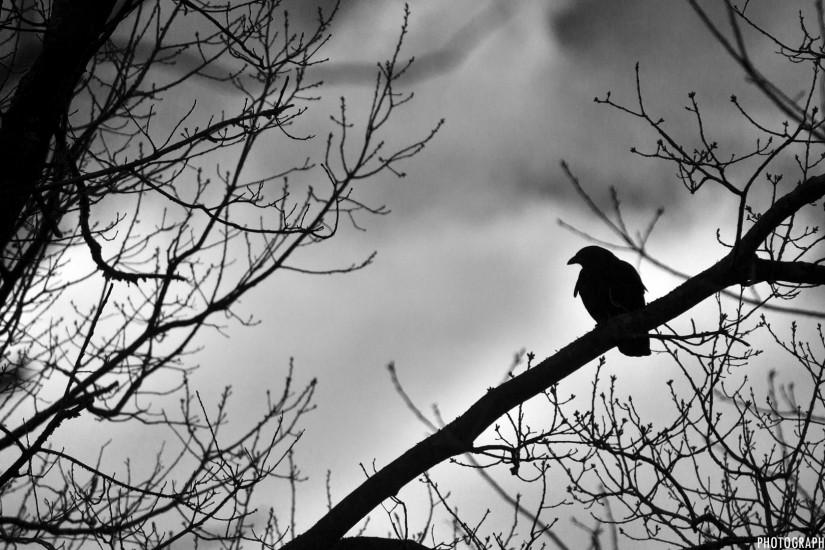 Black and White Crow Wallpaper Withering Sunflower Wallpaper