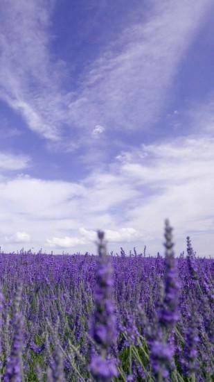 Nature Purple Lavender Garden iPhone 6 wallpaper