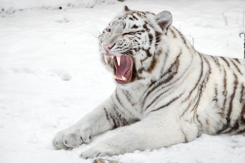 White Tiger Big Mouth Desktop Background. Download 2048x1365 ...
