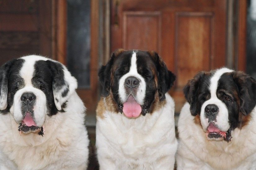 Get the latest st bernards, three, dogs news, pictures and videos and learn  all about st bernards, three, dogs from wallpapers4u.org, your wallpaper  news ...