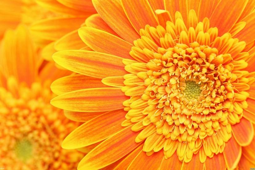 flower background 2560x1600 pictures