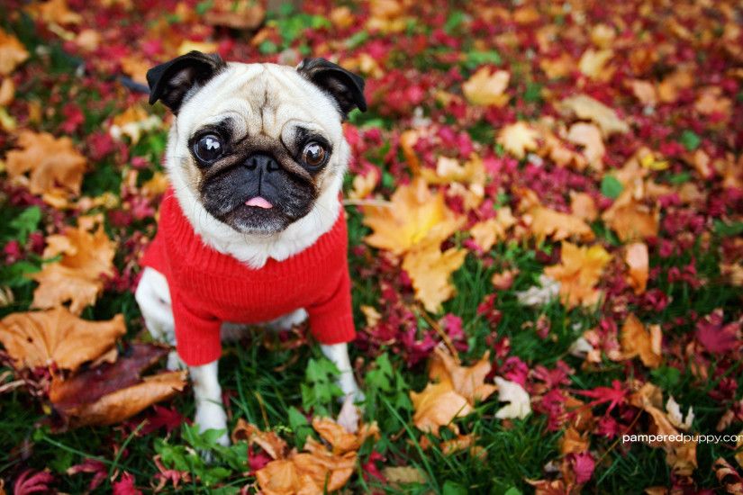 Responses to Funny pug in fall leaves