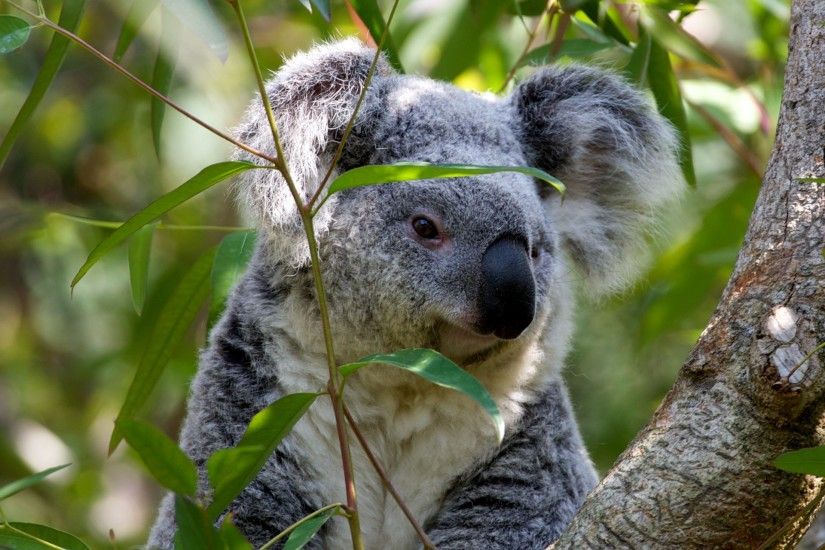grey koala bear in a tree