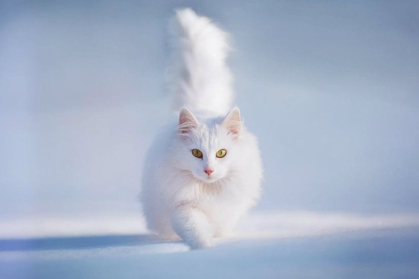 Beautiful Cute White Cat HD Wallpaper