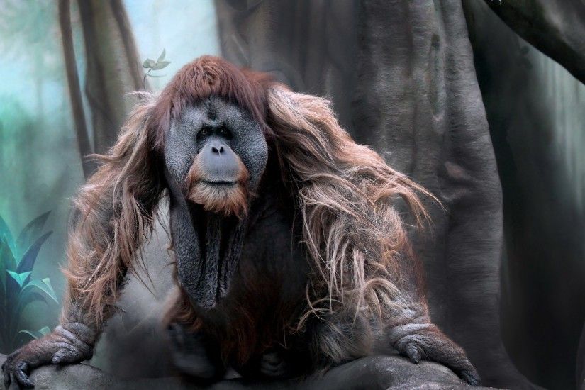Beautiful orangutan