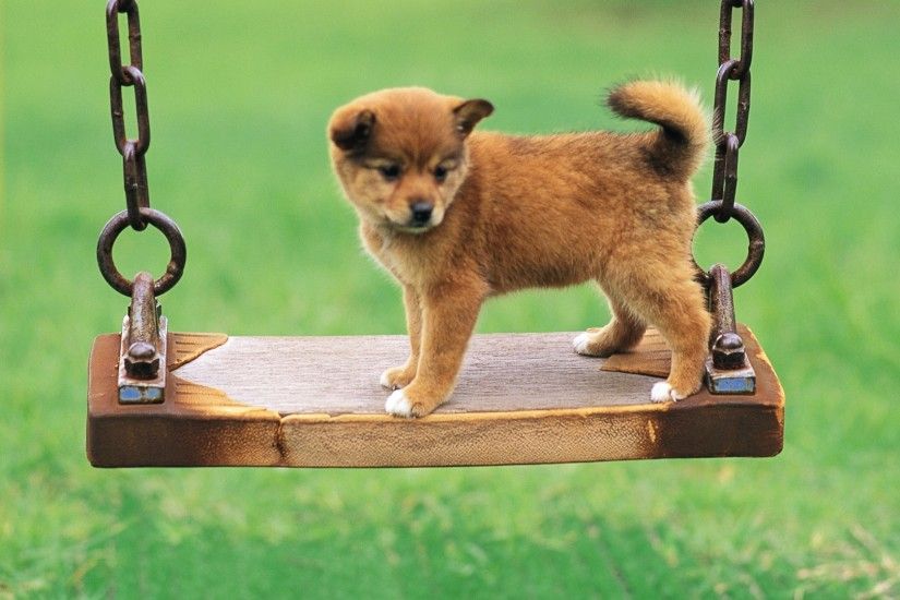 Cute puppy in a park Dog wallpaper Archives