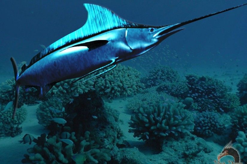 Swordfish - Xiphias gladius