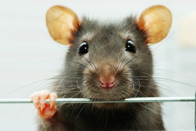 ... Wallpapers And Pictures 276 best Pet Rats! images on Pinterest |  Hamsters, Animals and Pet .