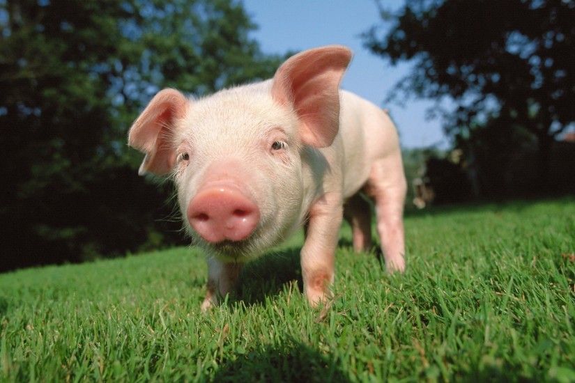 Pig Wallpapers