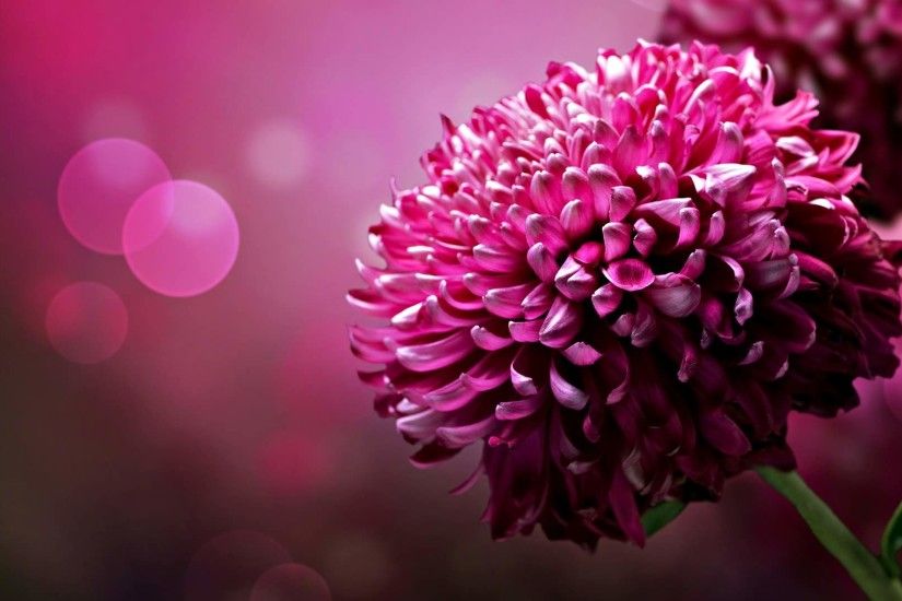 pink flower hd image